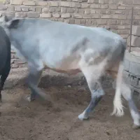 گوساله نر پرواری،داشتی