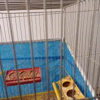 ۲جفت.قناری.برای فروش|پرنده|اصفهان, ارداجی|دیوار