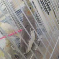 سه جوجه عروس|پرنده|مشهد, بلال|دیوار