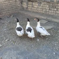 پرنده|پرنده|درودزن, |دیوار