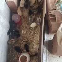 جوجه محلی یک تا ده روزه.سالم و سرحال
