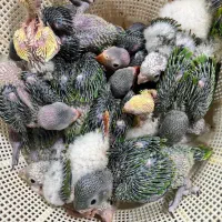 خرید و فروش انواع طوطی سرلاکی