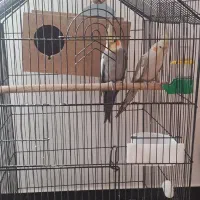 یک جفت عروس هلندی