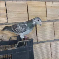 نر و ماده بزک