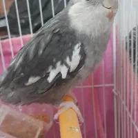 عروس هلندی
