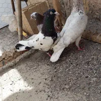 کفتر