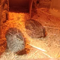 جوجه بلدرچین