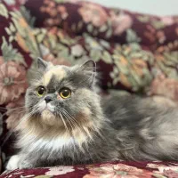 پرشین و بریتیش