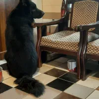 فروش یه قلاده ژرمن بلک اصیل|سگ|بابل, |دیوار