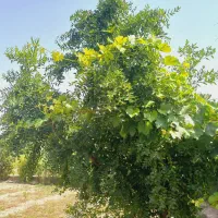 زمین-کشاورزی-دستگردخیار-خ-باغ-فردوس-مزاره