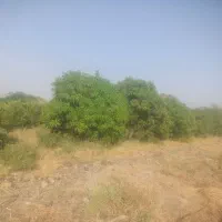 3هکتار باغ مرکبات رودان|فروش دفتر صنعتی، کشاورزی، تجاری|رودان, |دیوار