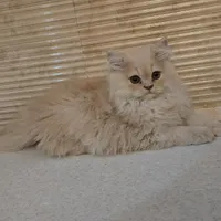 بچه گربه