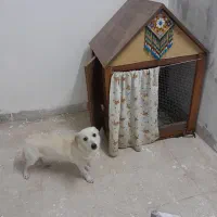 سگ اشپیتزماده|سگ|یزد, |دیوار