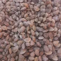 بذر یونجه هرانگل(اسپرس)