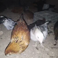 جوجه مرغ 5ماهه|حیوانات مزرعه|شاهینشهر, شهرک میلاد|دیوار