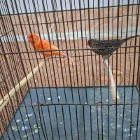 فروش قناری اورجینال .|پرنده|بندر ماهشهر, |دیوار