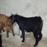 بی نژدی دونه 5|حیوانات مزرعه|دورود, |دیوار