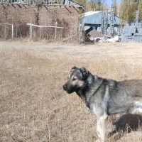 سگ2ساله|سگ|خلخال, |دیوار