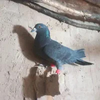 ۴تا کفتر جنگنده