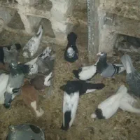 ۲۵عدد کبوتر رنگی،ملاقی