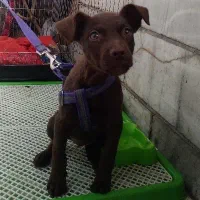 توله پیتبول ماده