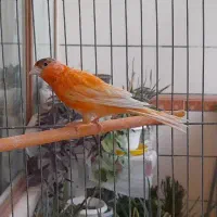 قناری نر|پرنده|فولادشهر, C5|دیوار