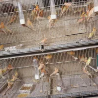 قناری|پرنده|قم, کلهری|دیوار