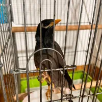 مرغ مینا|پرنده|بندرعباس, |دیوار