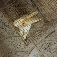 خرگوش|موش و خرگوش|ایلام, |دیوار