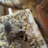 فنچ با جوجه فنچ