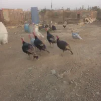 بوقلمون فروشی به علت کم بود جا