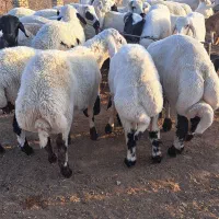 بره نر شیر مست درجه یک