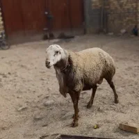 قوچ مغان کله سفید درجه یک|حیوانات مزرعه|دینور, |دیوار