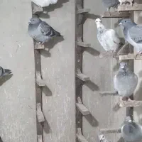 کبوتر جوجه پلاکی|پرنده|مشهد, طبرسی شمالی|دیوار