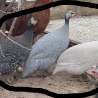 مرغ شاخدار  اردک