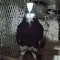 کفتر ماده پلنگ سو دار