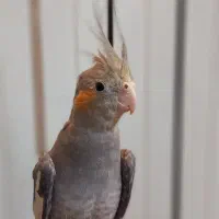 عروس جفت