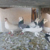 کفتر ماده|پرنده|شیراز, پارک آزادی|دیوار