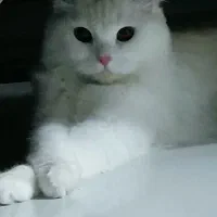 گربه پرشین ملوس ۹ماهه