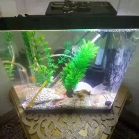 شیشه آکواریوم|ماهی|آذرشهر, |دیوار