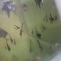 ماهی گیاهخوار آنجل تایگر فایتر ارسال از مشهد فلاور