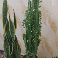 گلل|گل و گیاه طبیعی|کامیاران, |دیوار