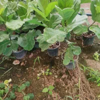 فیکوس لیراتا و فیکوس ابلق