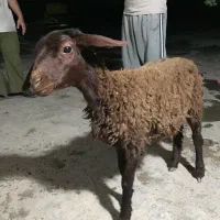 بره ماده شیر مست