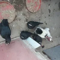 مرغمحلی|حیوانات مزرعه|قروه, |دیوار