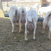 بز سالنن اصل بدون ناخالصی