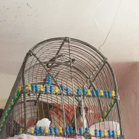 سهره ماده
