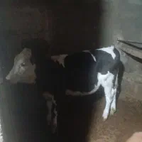 گوساله ماده سیمینتال|حیوانات مزرعه|کمیجان, |دیوار