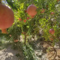 انار باغ شما را خریداریم