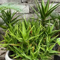 گل الوئه ورا پاجوش دانه ای ۲۵تومن